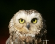 Northern-Saw-whet-Owl;Owl;Aegolius-acadicus;Birds-of-Prey;Curved-Beak;Hunter;Hun